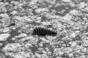 Photography on theme beautiful hairy caterpillar in hurry to turn into butterfly photo