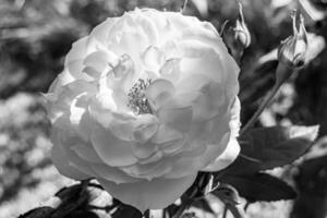 fotografía sobre el tema hermosa flor silvestre creciente rosa foto