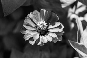 Beautiful wild growing flower zinnia elegans on background meadow photo