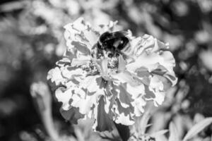 fina flor de caléndula de caléndula de crecimiento silvestre en la pradera de fondo foto