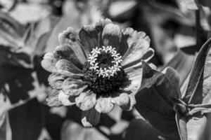 hermosa flor silvestre creciente zinnia elegans en pradera de fondo foto