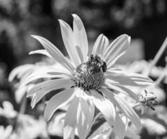 Beautiful wild flower winged bee on background foliage meadow photo