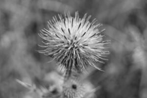 Hermosa flor creciente cardo de raíz de bardana en pradera de fondo foto