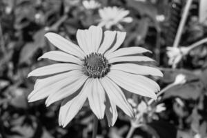 Fine wild growing flower aster false sunflower on background meadow photo