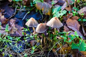 fotografía a tema grande hermosa venenoso seta en bosque en hojas antecedentes foto