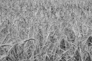 Photography on theme big wheat farm field for organic harvest photo