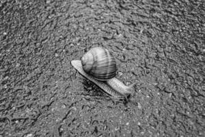 Big garden snail in shell crawling on wet road hurry home photo