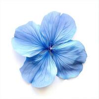 AI generated Blue Flower on White Background. Floral, Nature, Plant, Blossom, Petals, Bloom, Garden photo