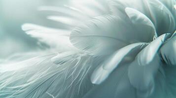 AI generated White Feather Background. Peace, Bird, Calm, Wallpaper, Angel, Soft, Gentle, Delicate photo