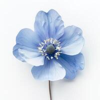 AI generated Blue Flower on White Background. Floral, Nature, Plant, Blossom, Petals, Bloom, Garden photo