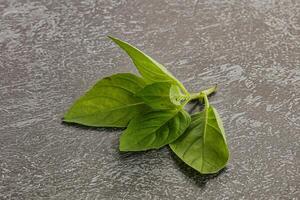 Raw green basil leaves seasoning photo