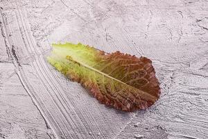 Green lettuce salad leaf isolated photo