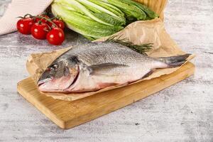 Raw dorada fish served rosemary photo