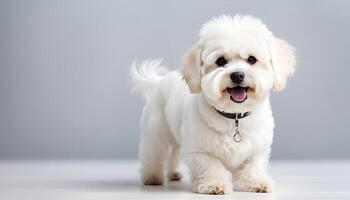 AI generated a Bichon Fise dog on white background photo