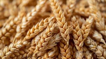 AI generated Wheat ears close-up. Background of ripening ears of wheat. photo