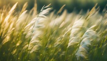 AI generated Feather grass on the summer meadow. Beautiful, magical, abstract background of grass in the summer meadow. Feather grass fluttering in the wind. photo