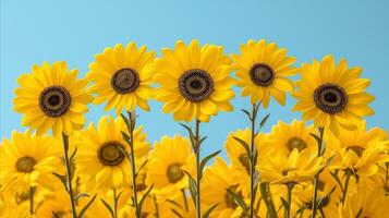 ai generado brillante girasoles en pie en contra un claro azul cielo foto