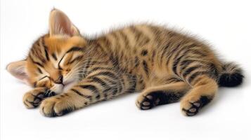 ai generado dormido atigrado gatito en blanco antecedentes foto