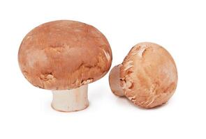 Brown mushrooms isolated photo