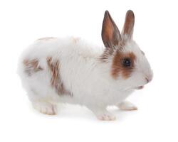 rabbit on white photo