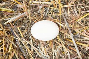 huevo en blanco foto