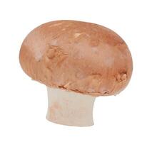 Brown mushroom isolated photo