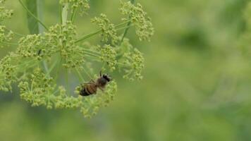 abeja alimentación en un flor naturaleza 4k vídeo video