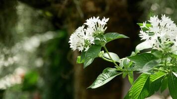 bianca fiori nel un' giardino con farfalle natura 4k video