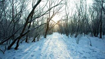 excursión canal el nieve de un invierno bosque naturaleza 4k vídeo video