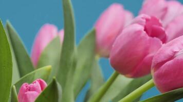 Tulips in a close up shot Nature 4K Video