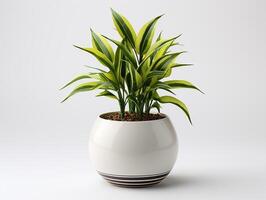 ai generado planta maceta para decoración foto