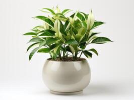 ai generado planta maceta para decoración foto