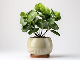 ai generado planta maceta para decoración foto