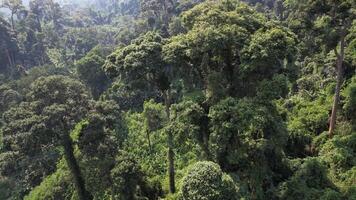 aérien vue de le luxuriant, vert canopée de le annamite intervalle dans vietnam, mise en évidence le dense tropical forêt tropicale et la biodiversité video