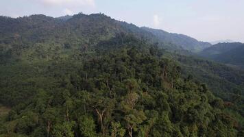 Aerial view of the dense tropical forest covering the undulating terrain of the Annamite Range in Vietnam, showcasing the regions natural beauty and biodiversity, Earth day video