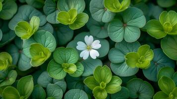 AI generated Lone white flower among lush green leaves, nature beauty concept photo