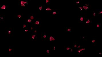 Rose petals falling loop animation background video for valentine day, wedding, anniversary, romantic decoration ideas