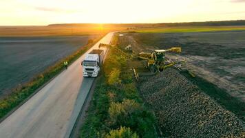 Carregando açúcar beterraba para dentro uma caminhão às pôr do sol. agricultura às pôr do sol. industrial colheita video