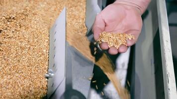 hand kontroll kvalitet av vete korn på kvarn, närbild av hand känsla strömning vete korn i en kvarn. video