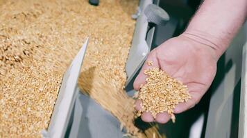 calidad controlar en grano manejo, de cerca de un mano examinando trigo granos calidad a un agrícola instalación. video