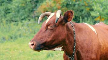 fermer de une vache en mangeant herbe. mouches séance sur une vaches diriger. video