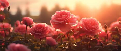 AI generated Floral background banner, close-up field of red blooming rose flowers on a sunny evening photo