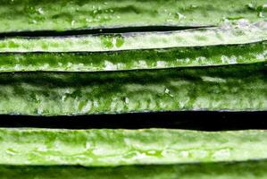 Texture of Angled loofah photo