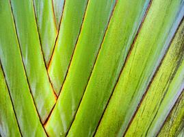 textura en el cuerpo de la palma del viajero, plátano ravenala foto