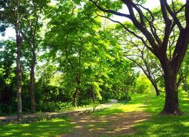 The walkway in the park under the shade of big tree photo