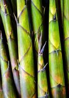 textura de bambú disparar, vegetal antecedentes foto