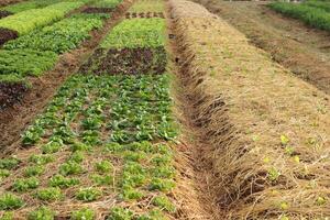 orgánico y no tóxico vegetal creciente en suelo. vegetal ensalada granja con hermosa colores, limpio, Fresco y seguro. orgánico agricultura concepto. sano comida foto