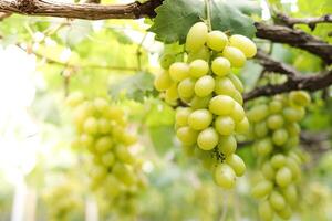 Close-up photo of green grapes. Organic vineyard farming concept. Golden yellow green grapes, sweet taste, fragrant, crispy, fresh from the tree.