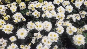 White daisies in the Guci Orchid Park, Tegal Regency photo
