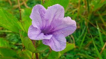 Close up Purple flower or Ruellia tuberosa photo